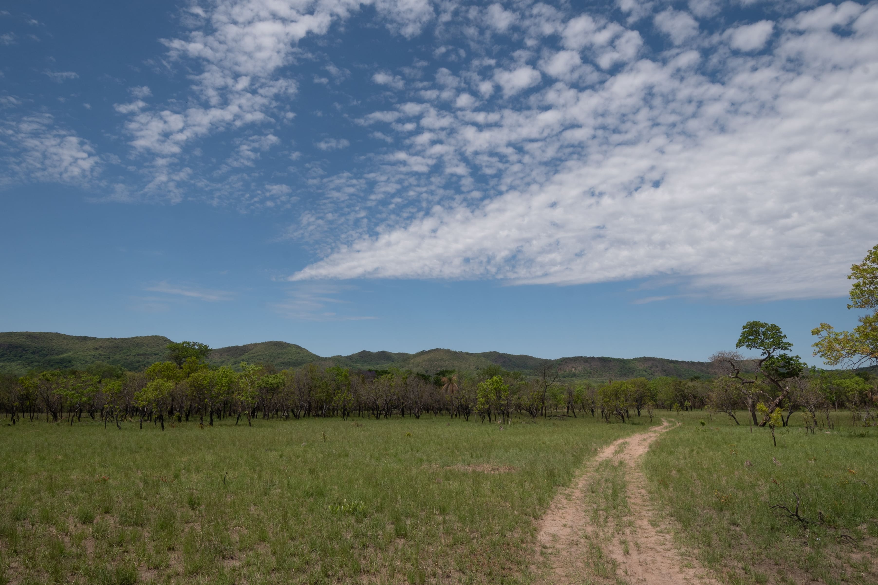 Bosque de Transición