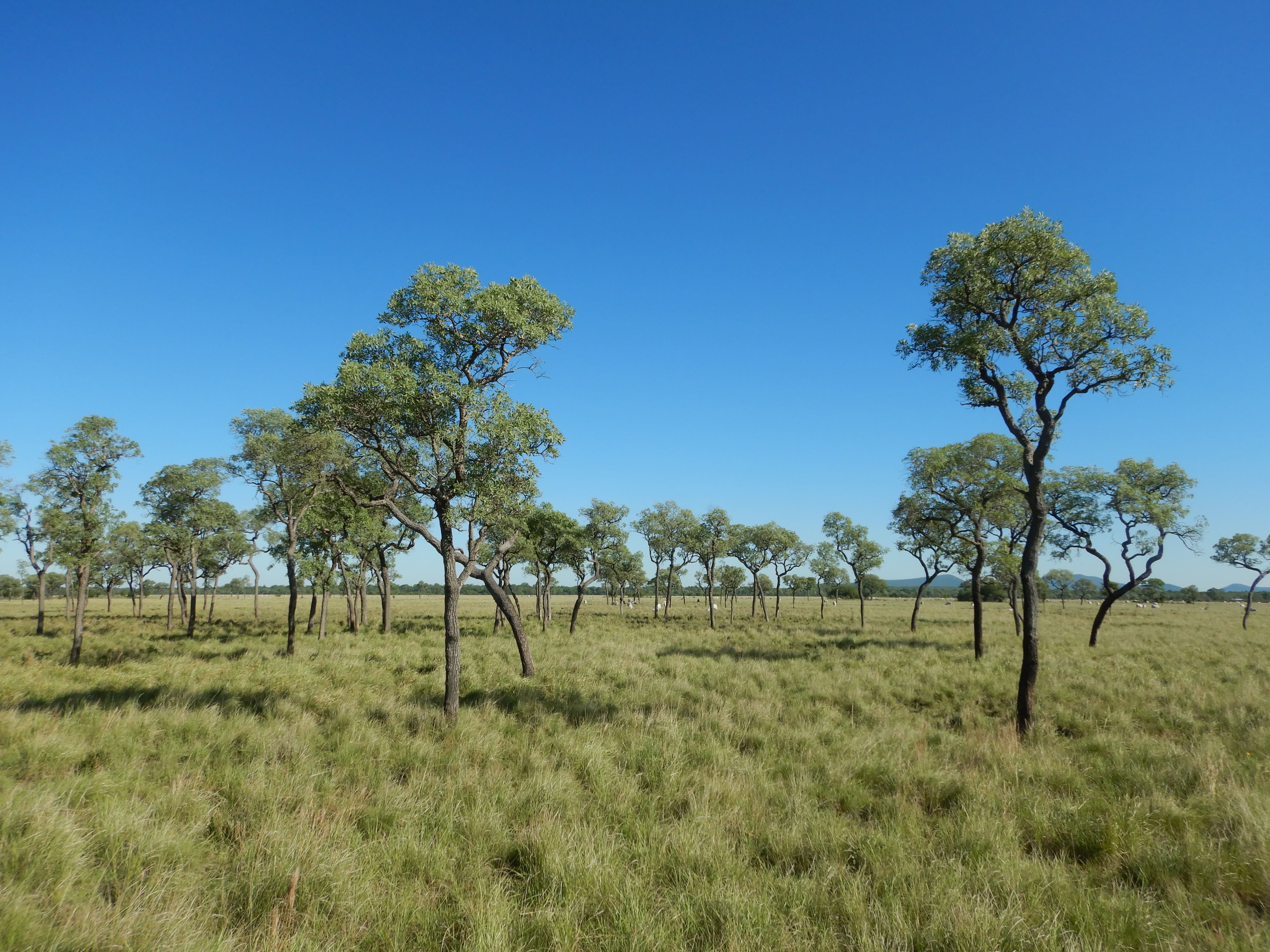 Sabana Arbolada