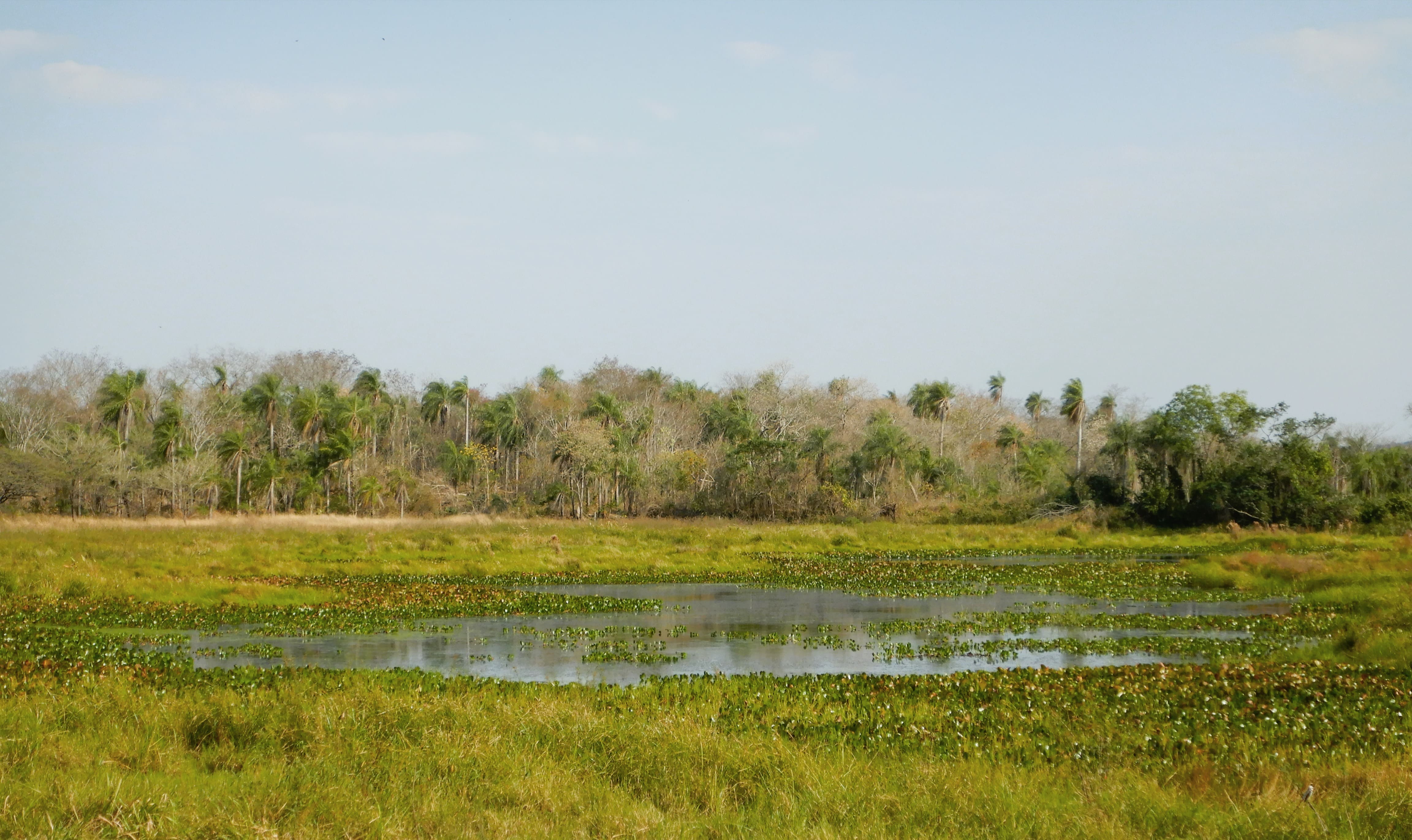 Sabana Palmar Mbokaja