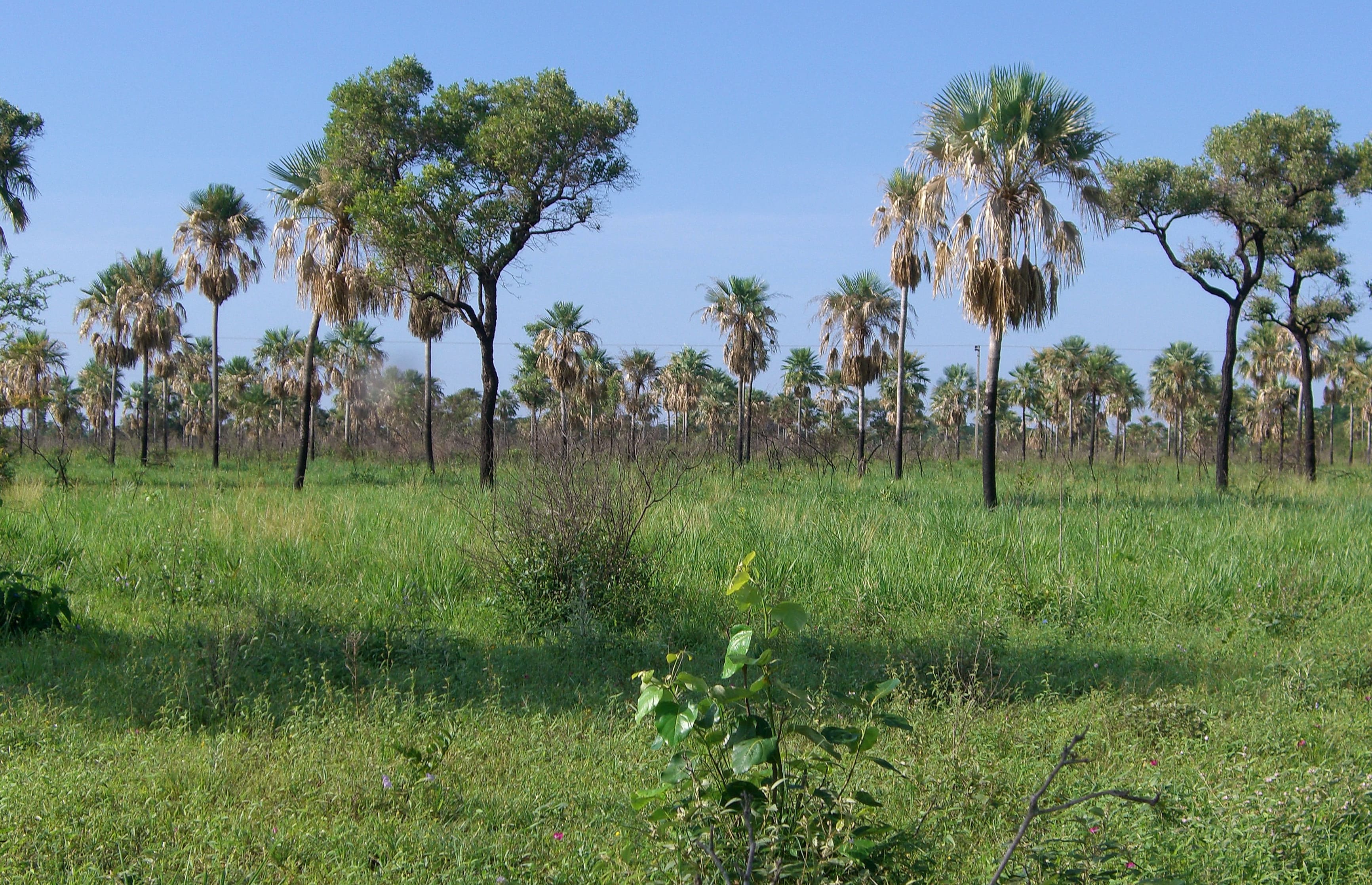 Sabana Palmar Karanda'y