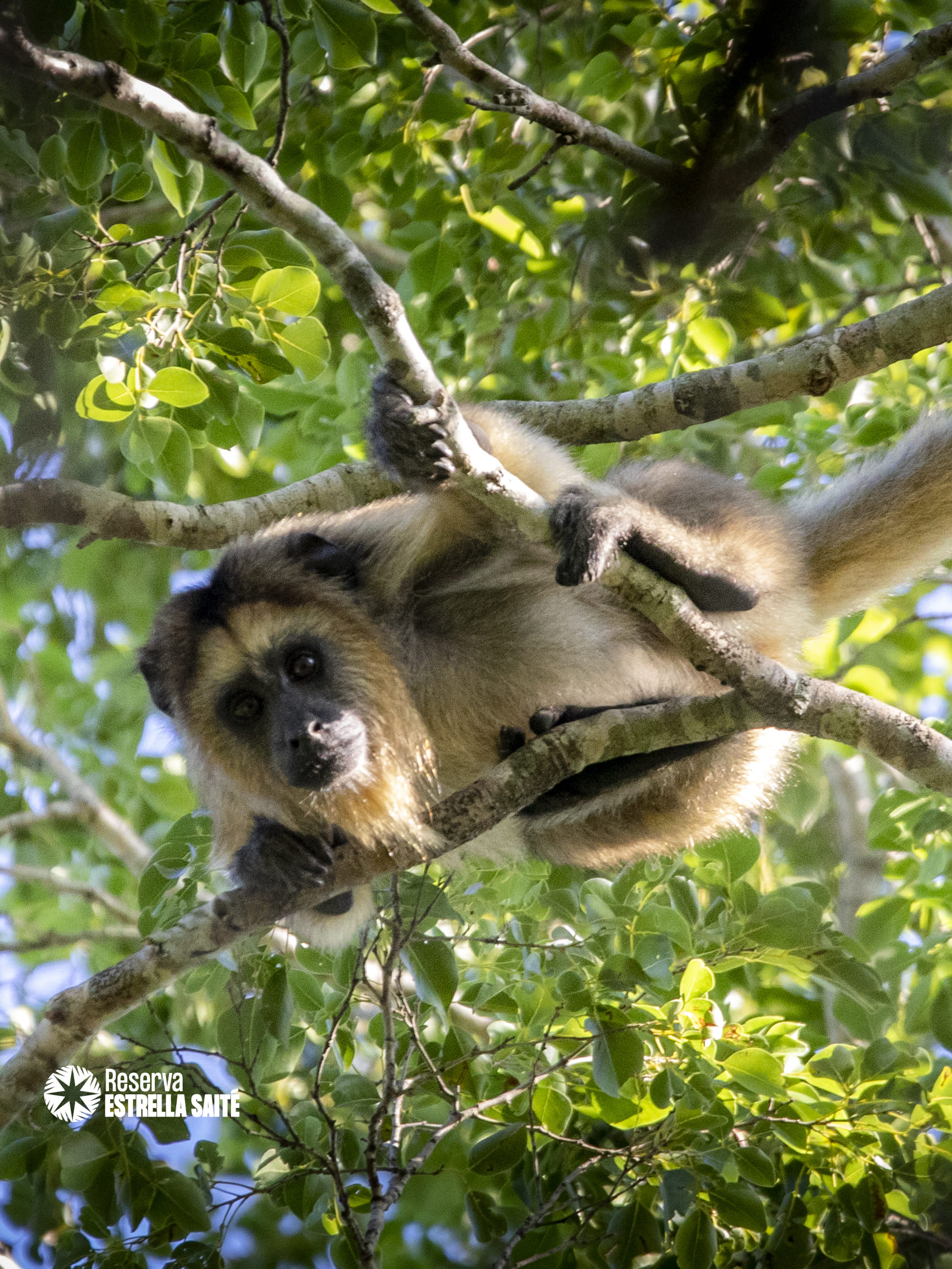 Reserva Estrella Saité