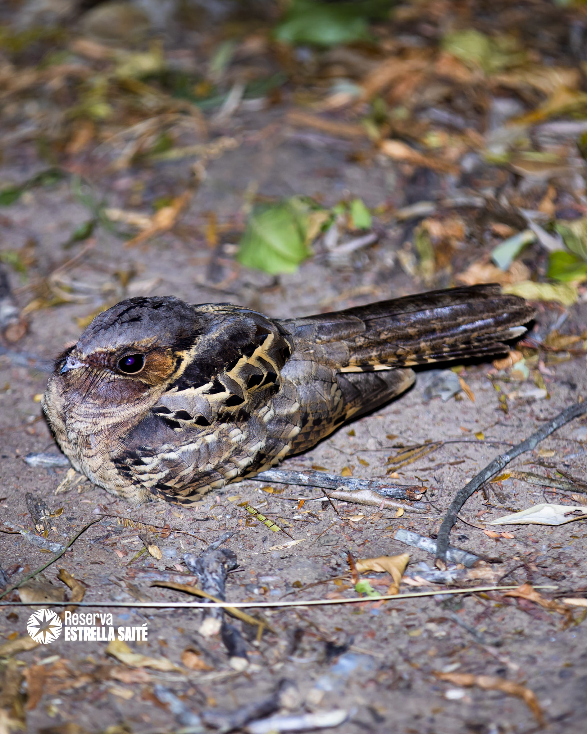 Reserva Estrella Saité