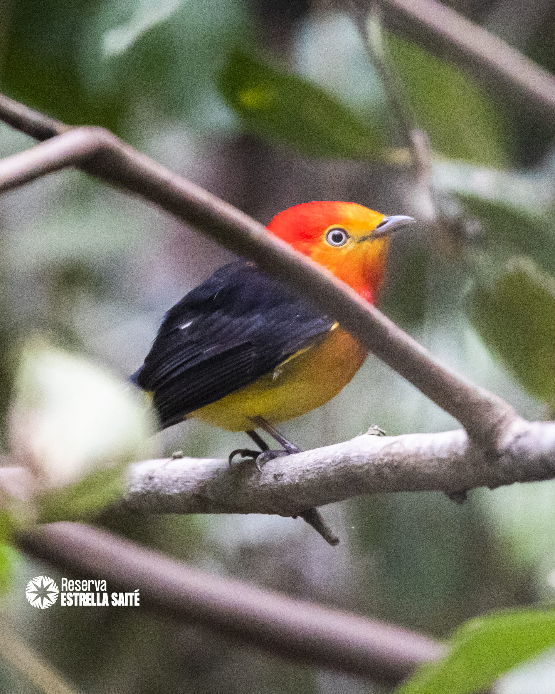 Reserva Estrella Saité