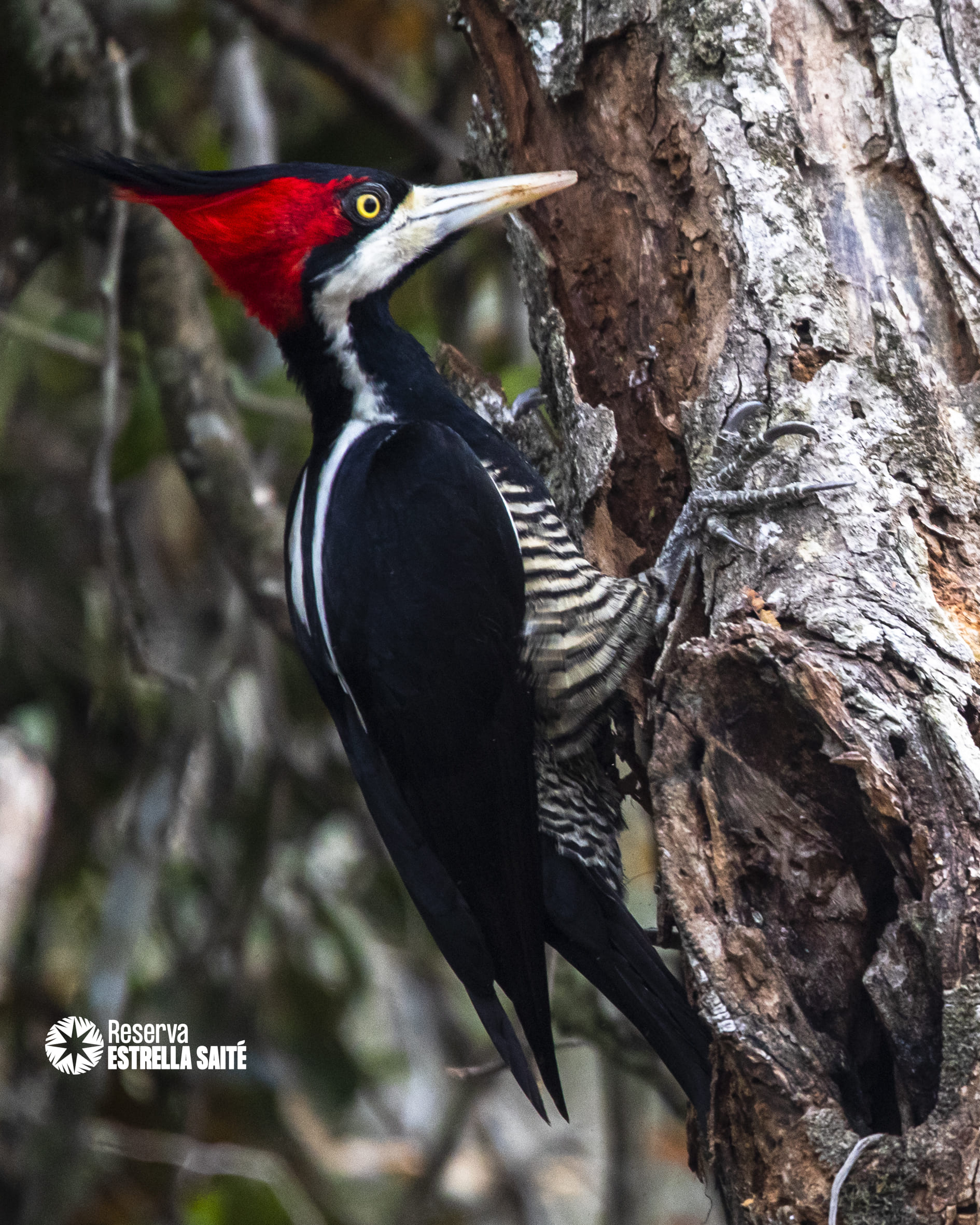 Reserva Estrella Saité