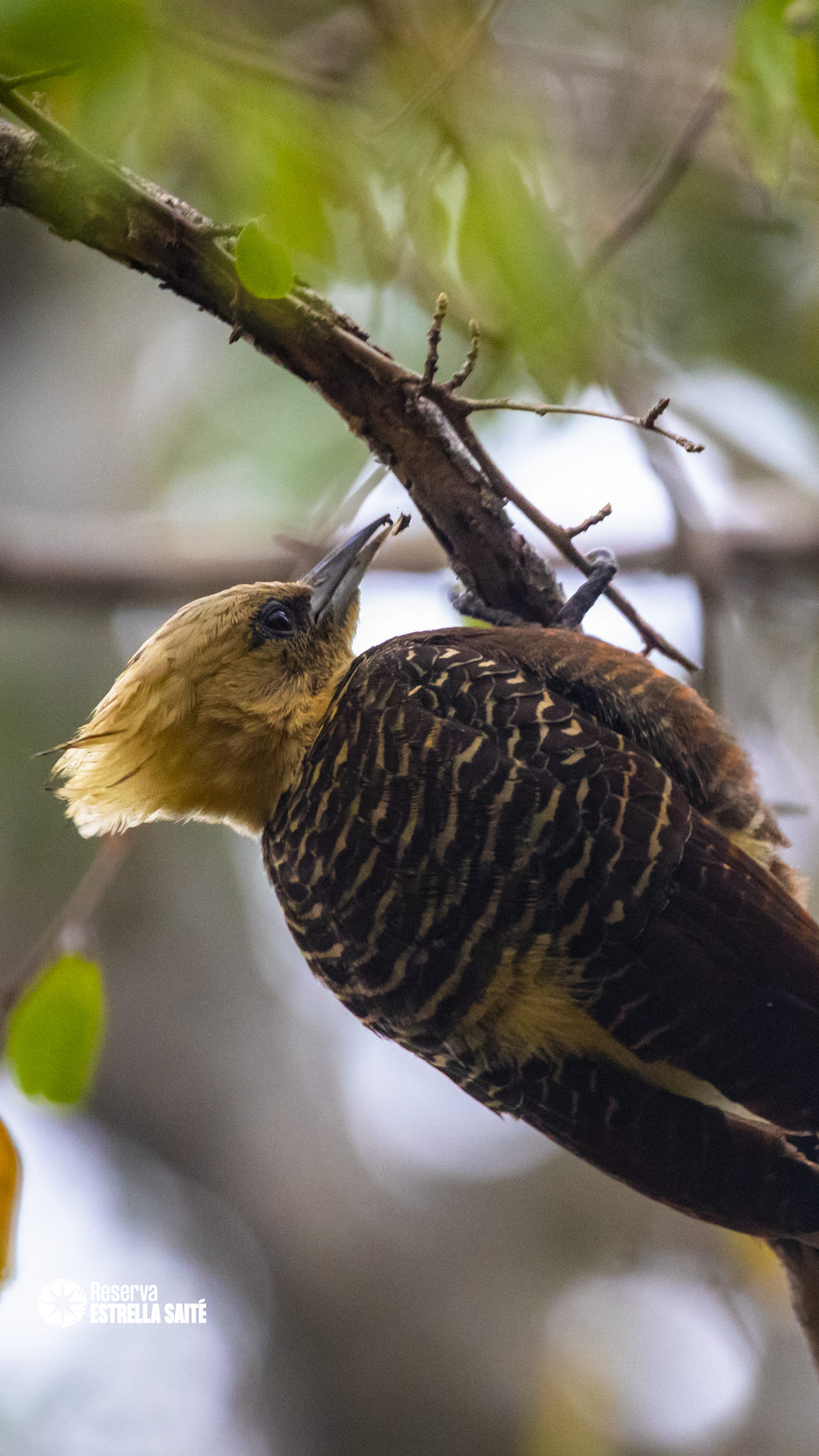 Reserva Estrella Saité