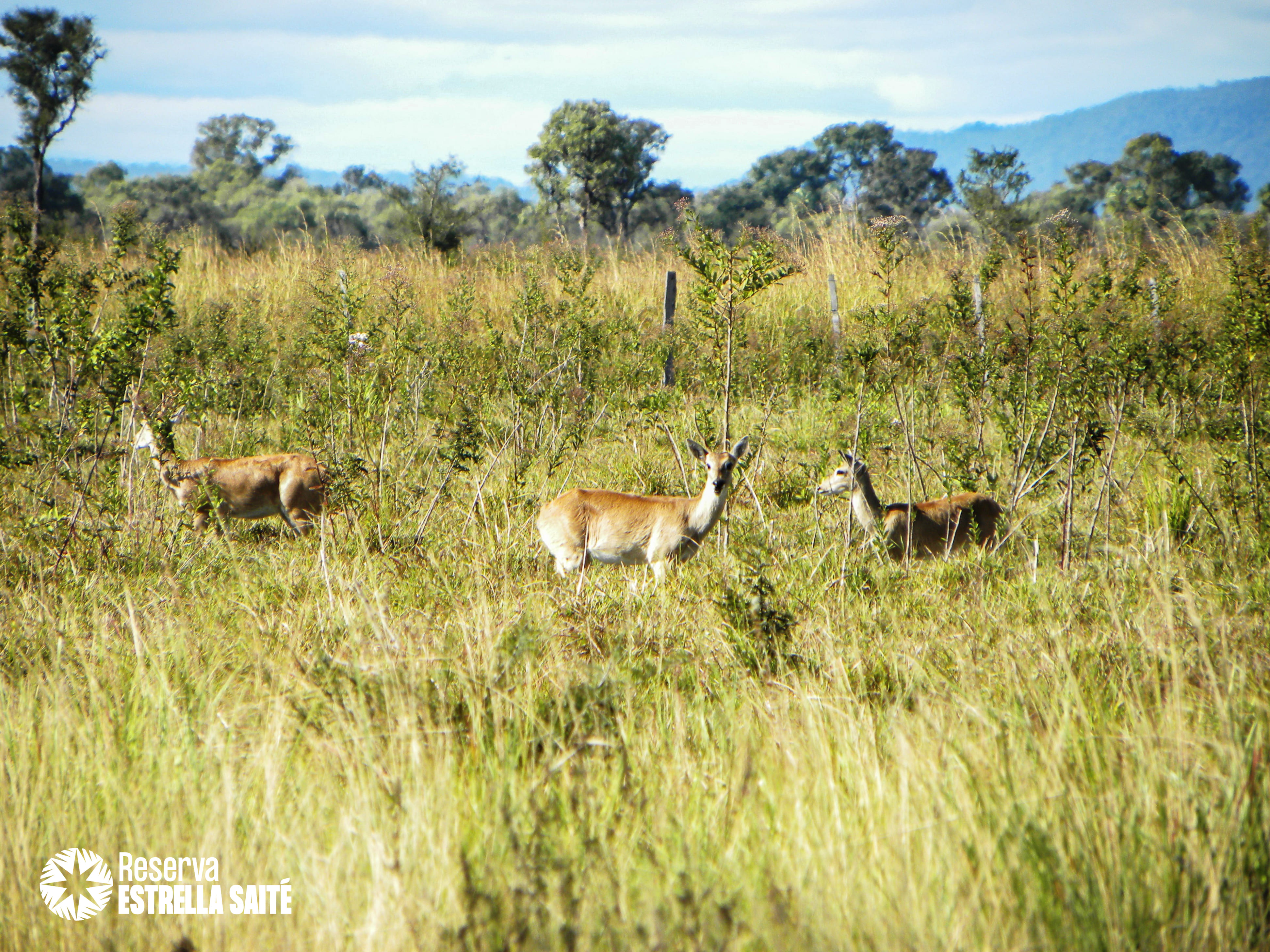 Reserva Estrella Saité