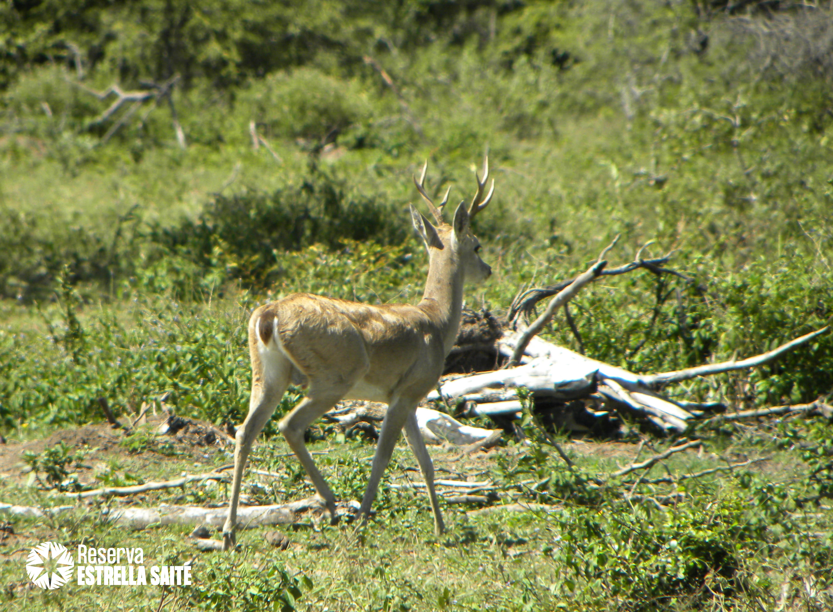 Reserva Estrella Saité