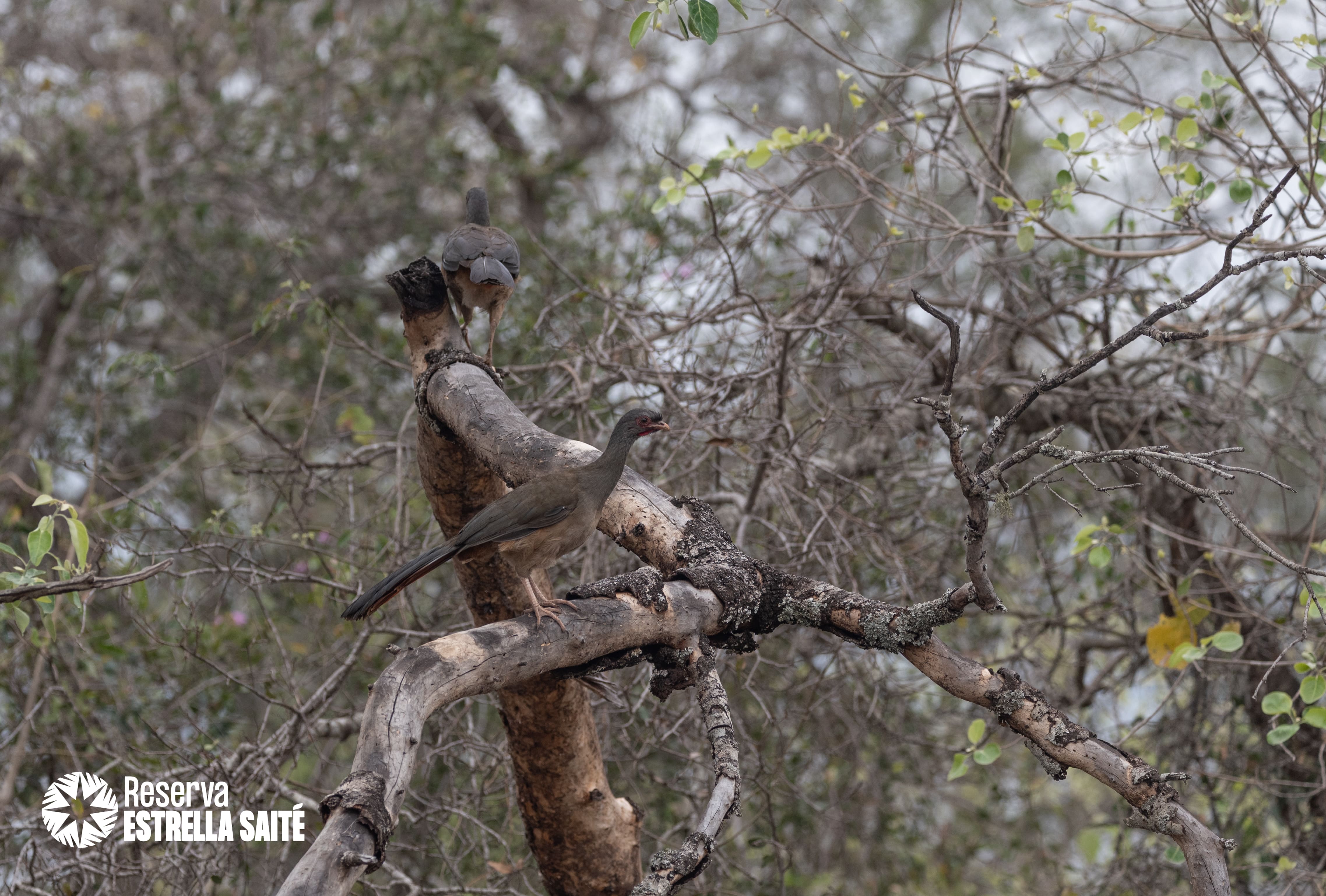 Reserva Estrella Saité