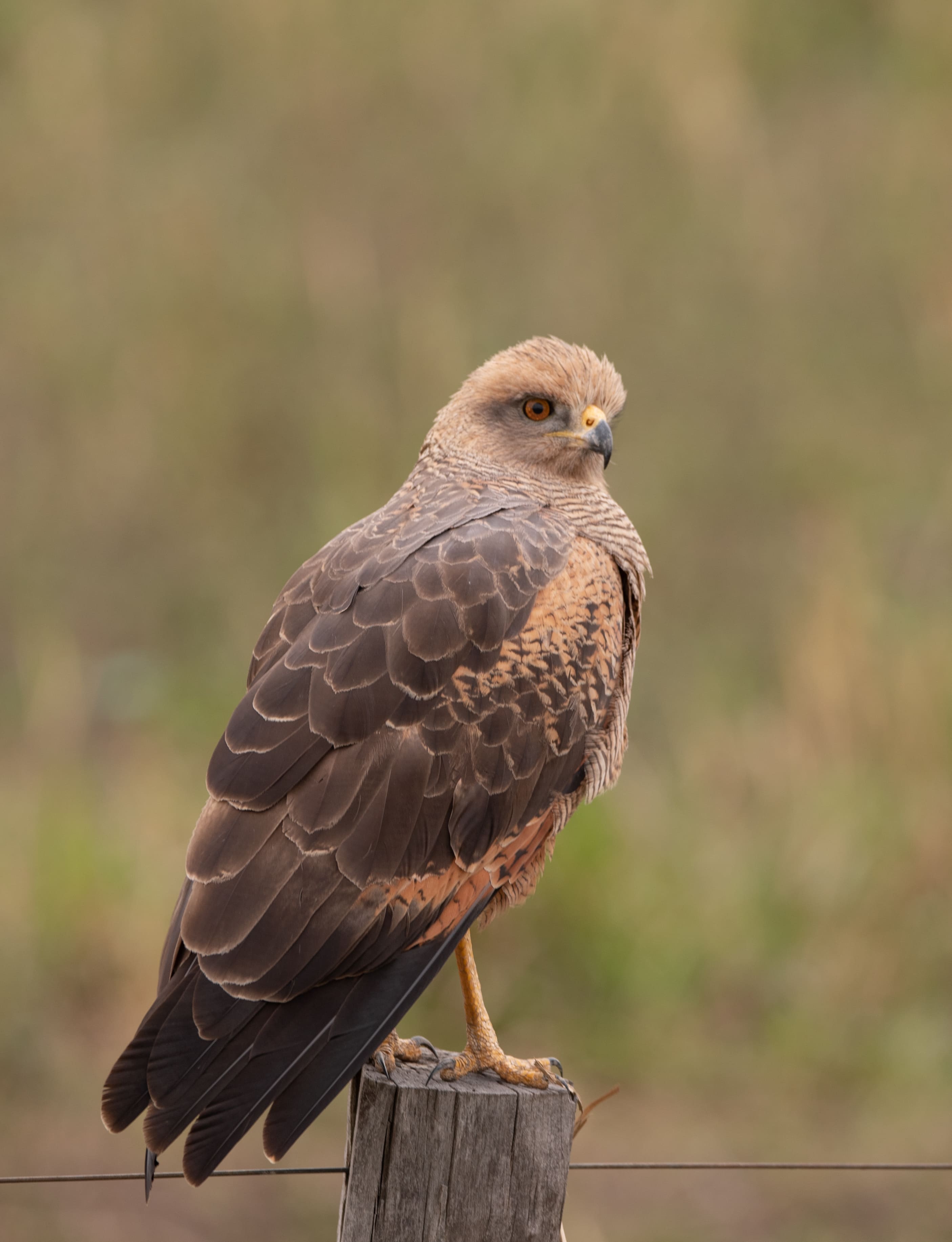 Reserva Estrella Saité