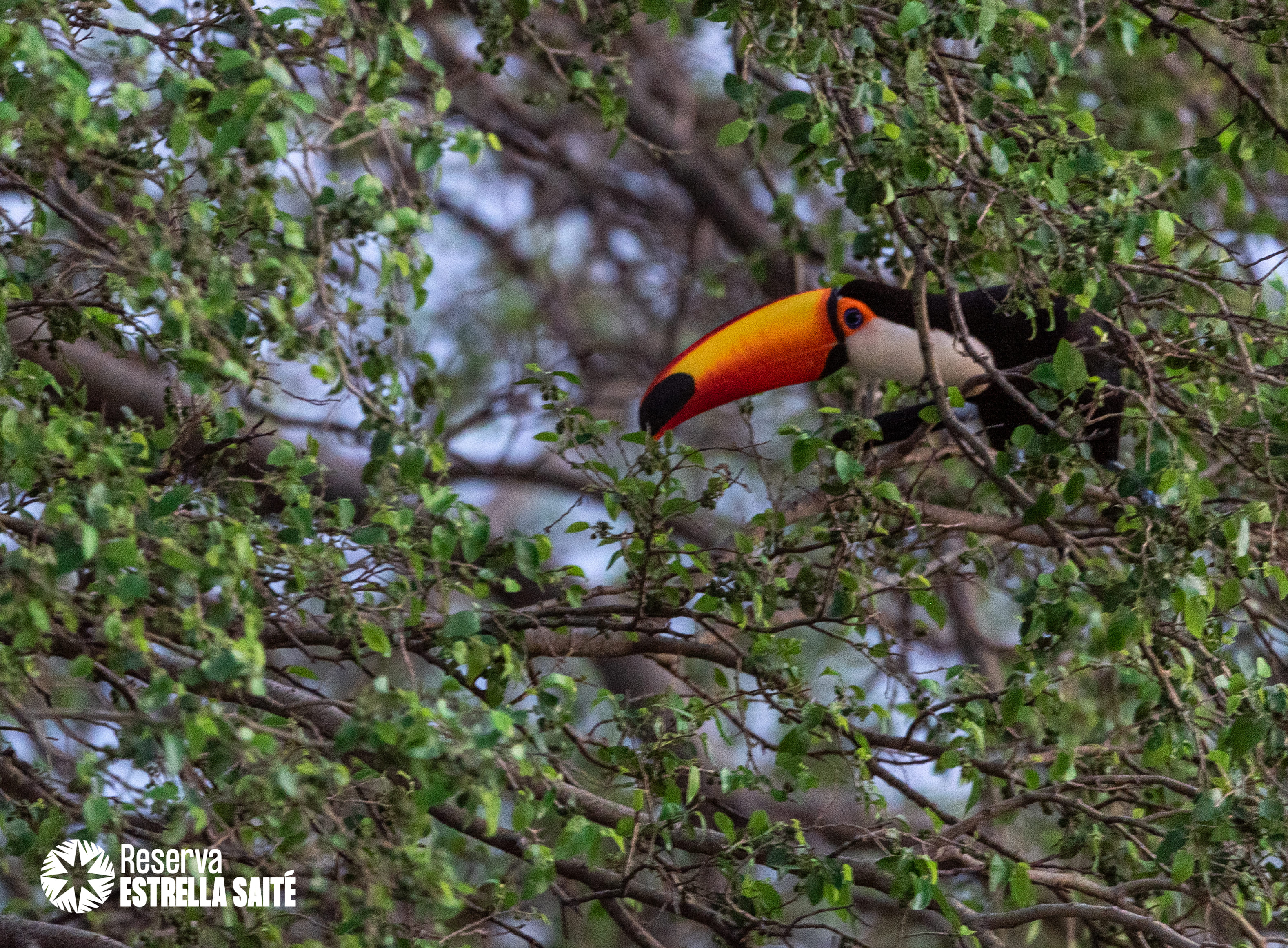 Reserva Estrella Saité