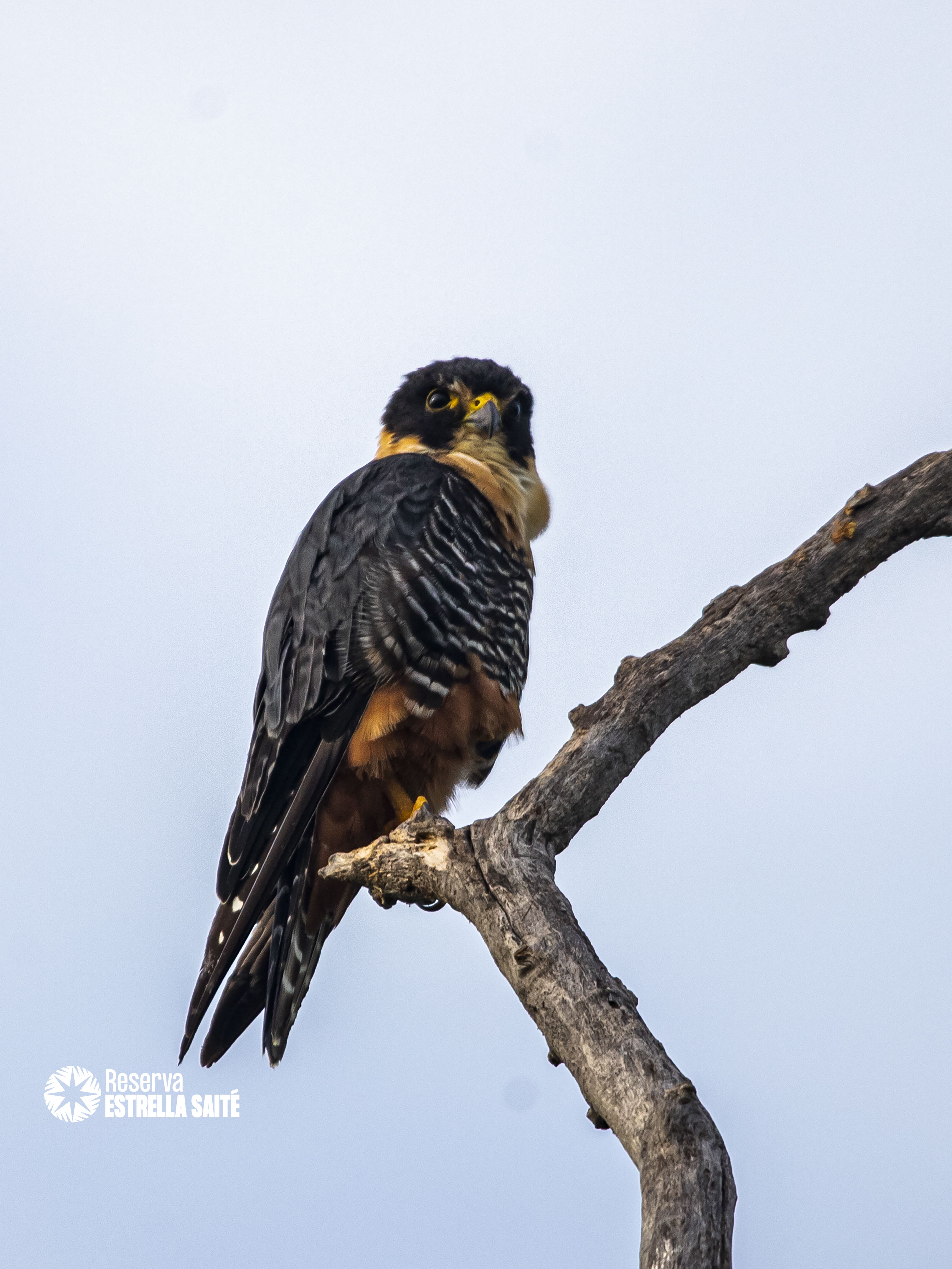 Reserva Estrella Saité