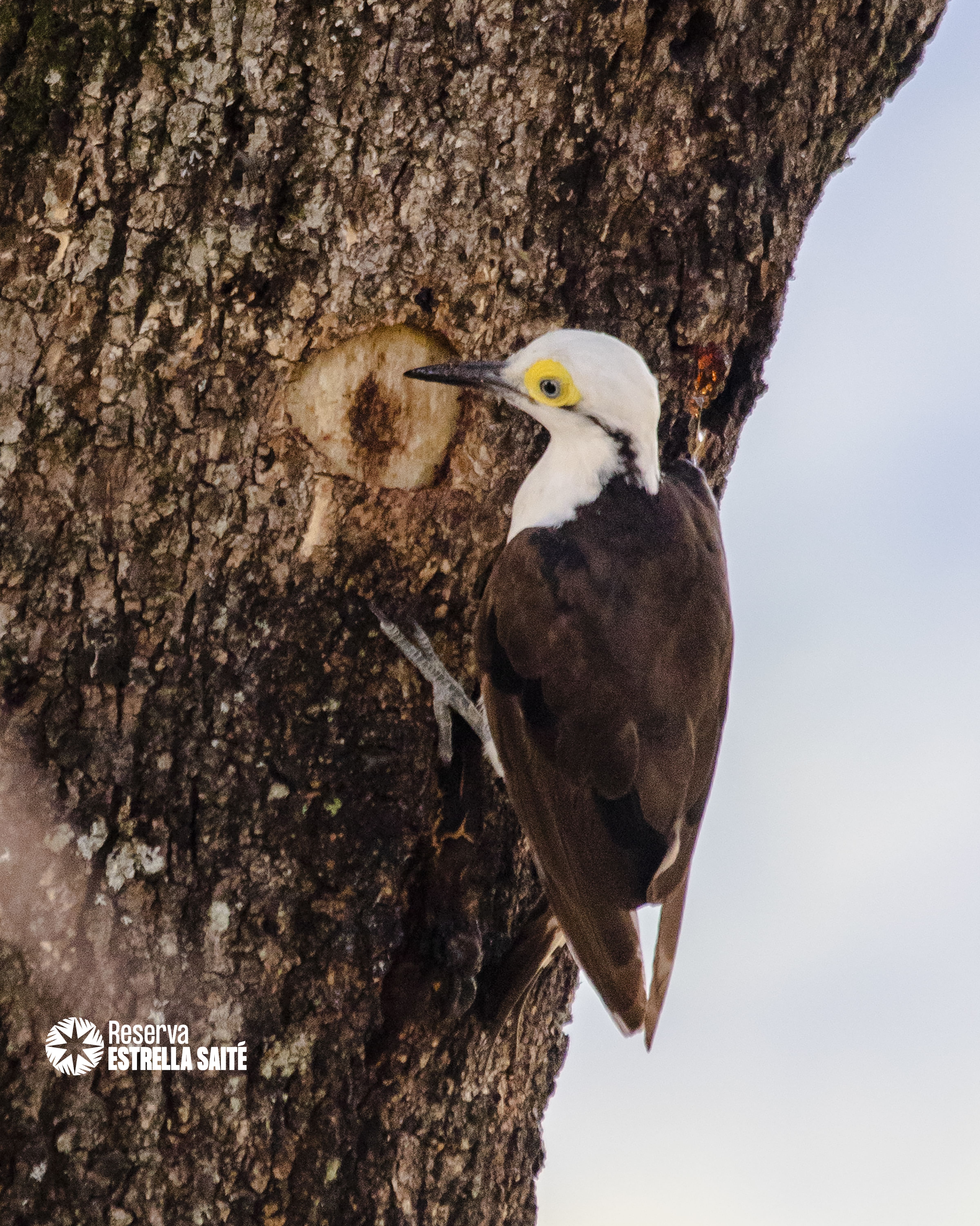 Reserva Estrella Saité
