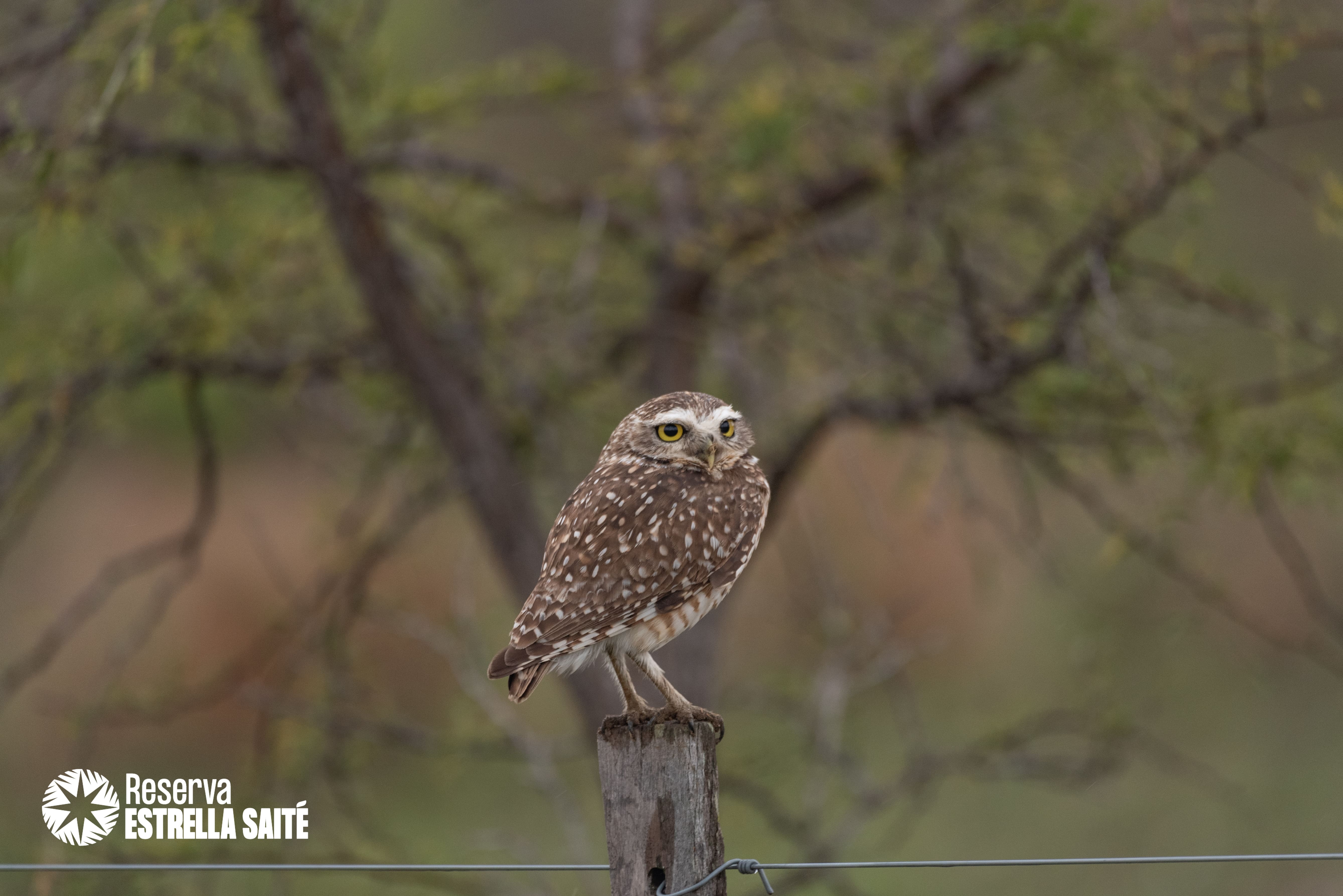 Reserva Estrella Saité