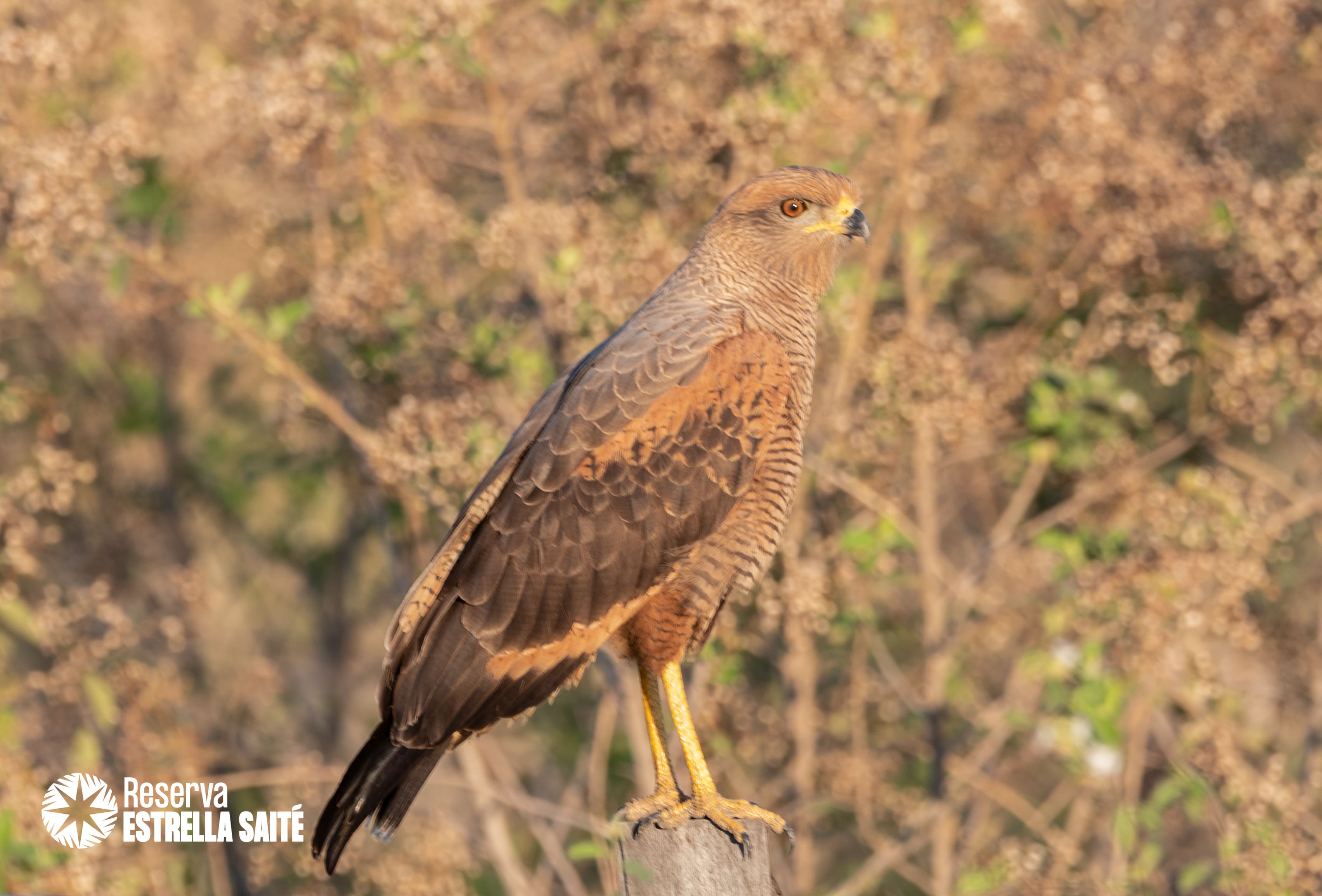 Reserva Estrella Saité