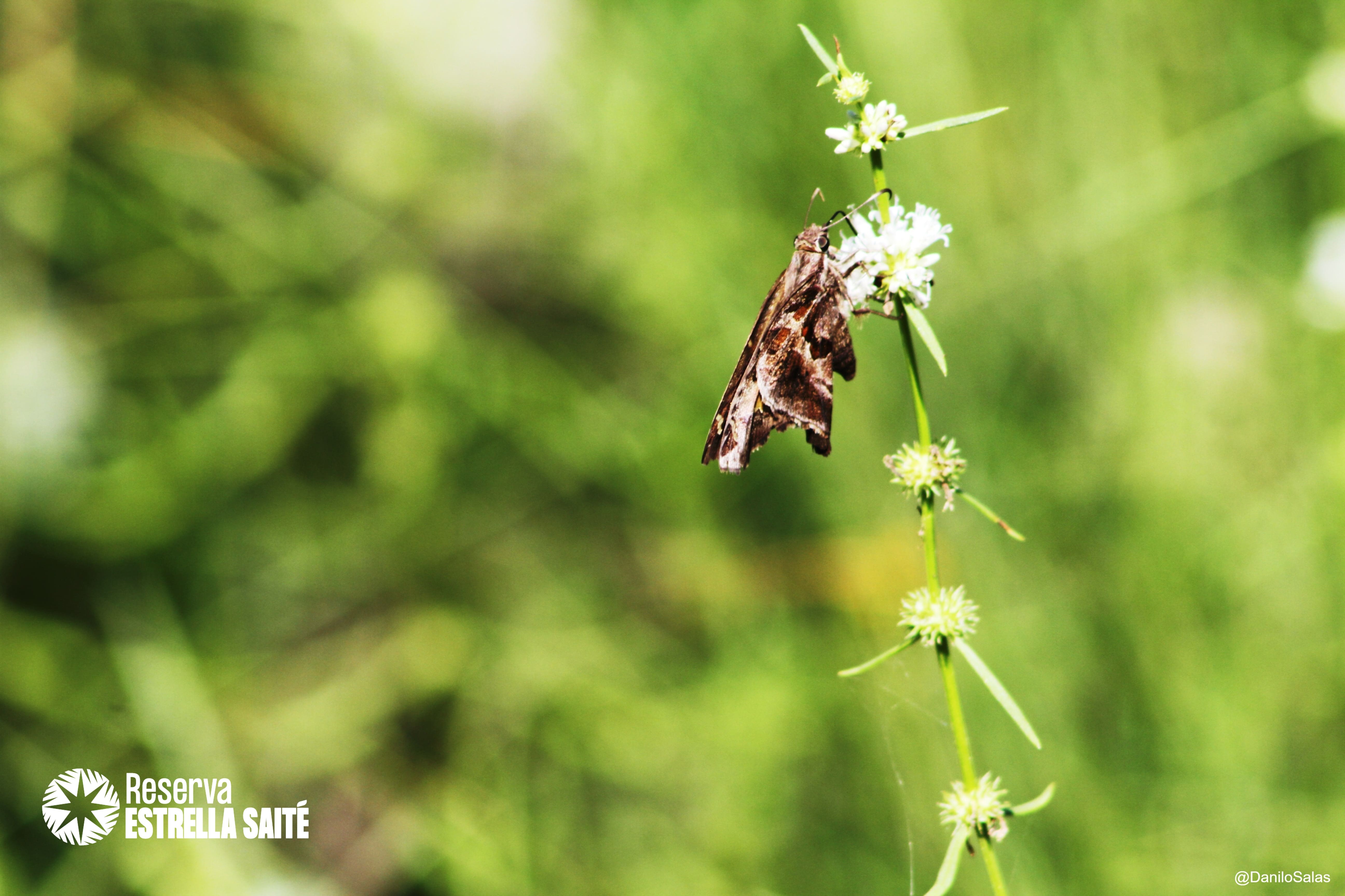 Reserva Estrella Saité