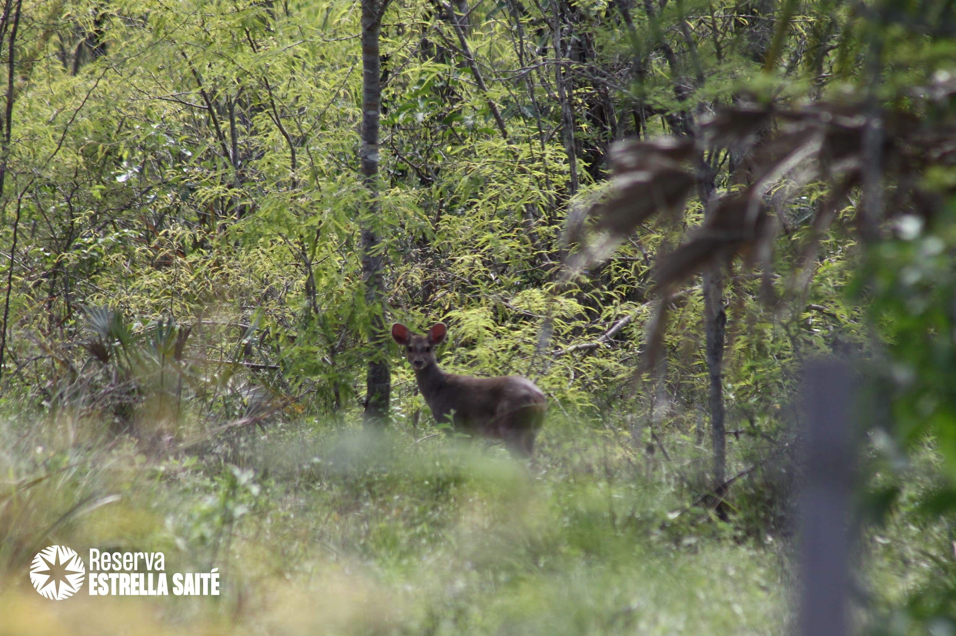 Reserva Estrella Saité