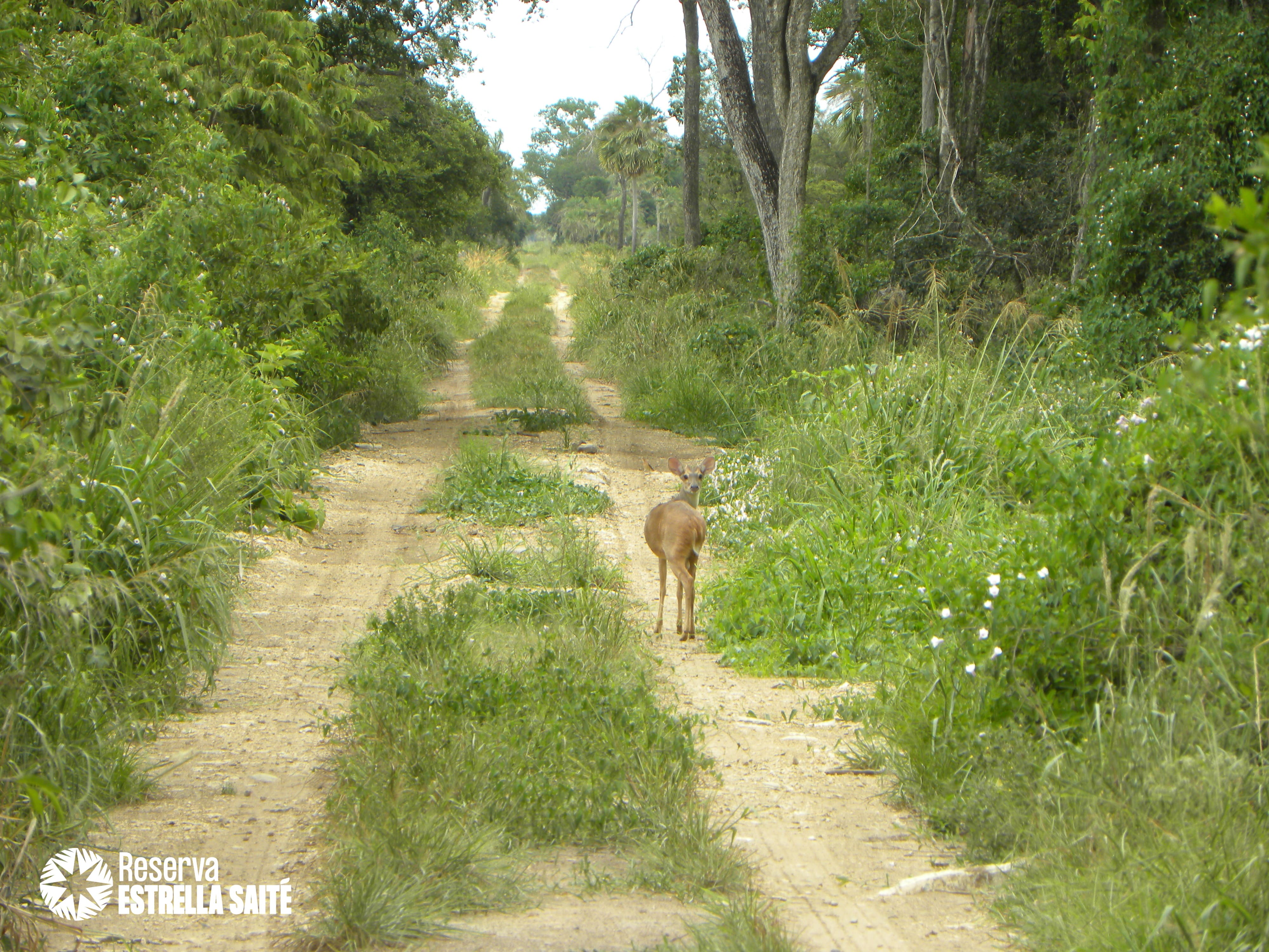 Reserva Estrella Saité