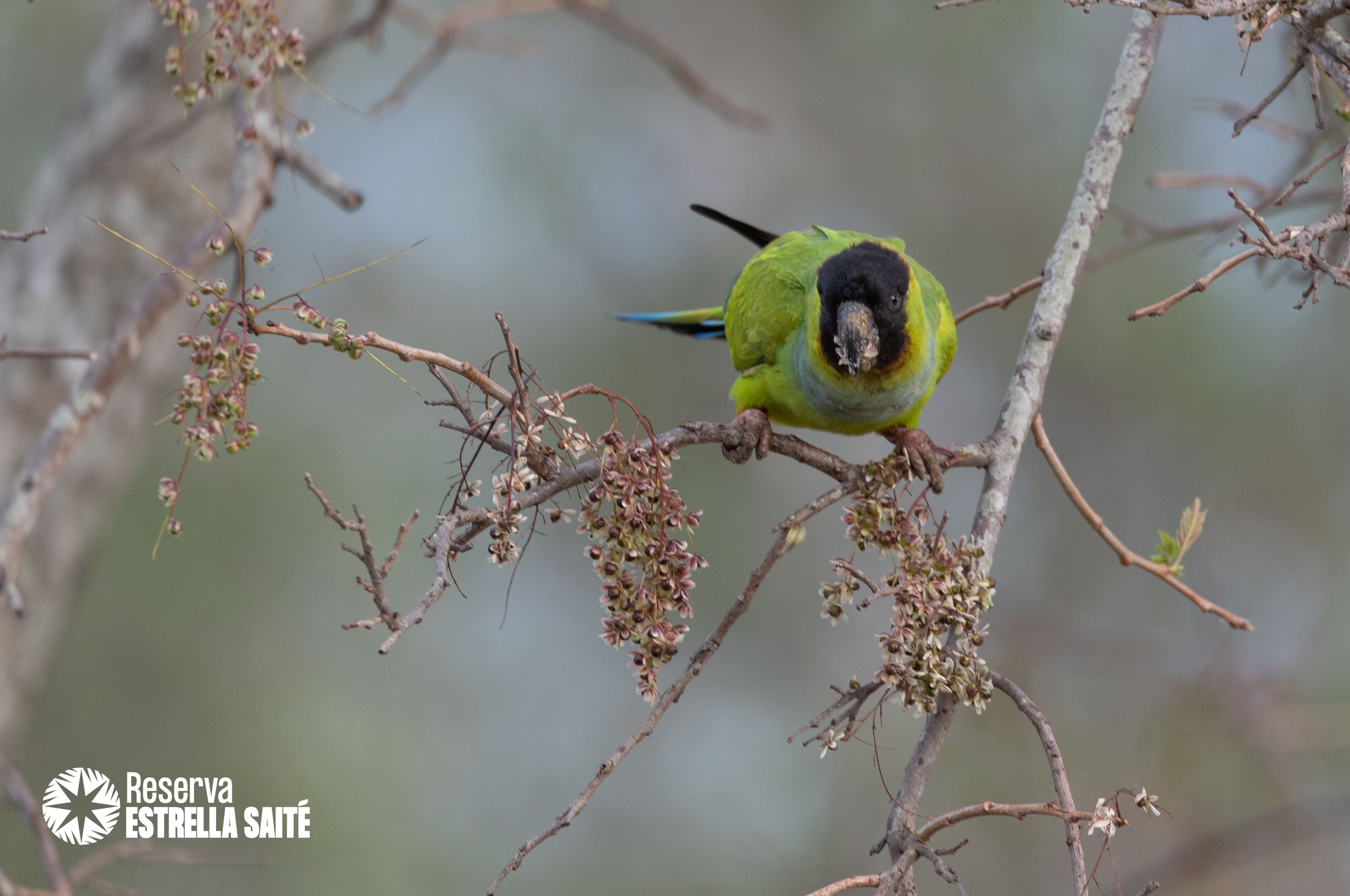 Reserva Estrella Saité