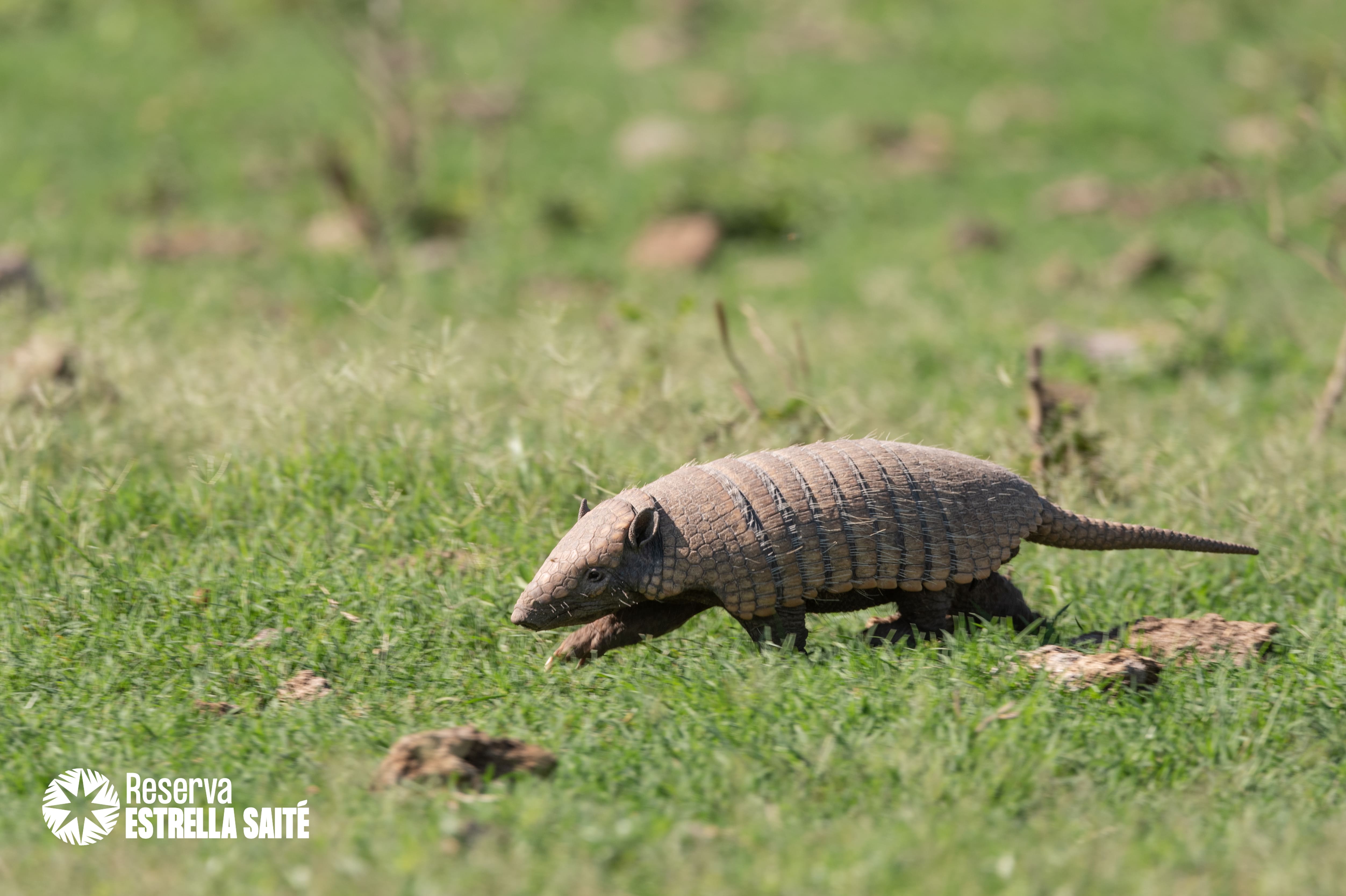 Reserva Estrella Saité