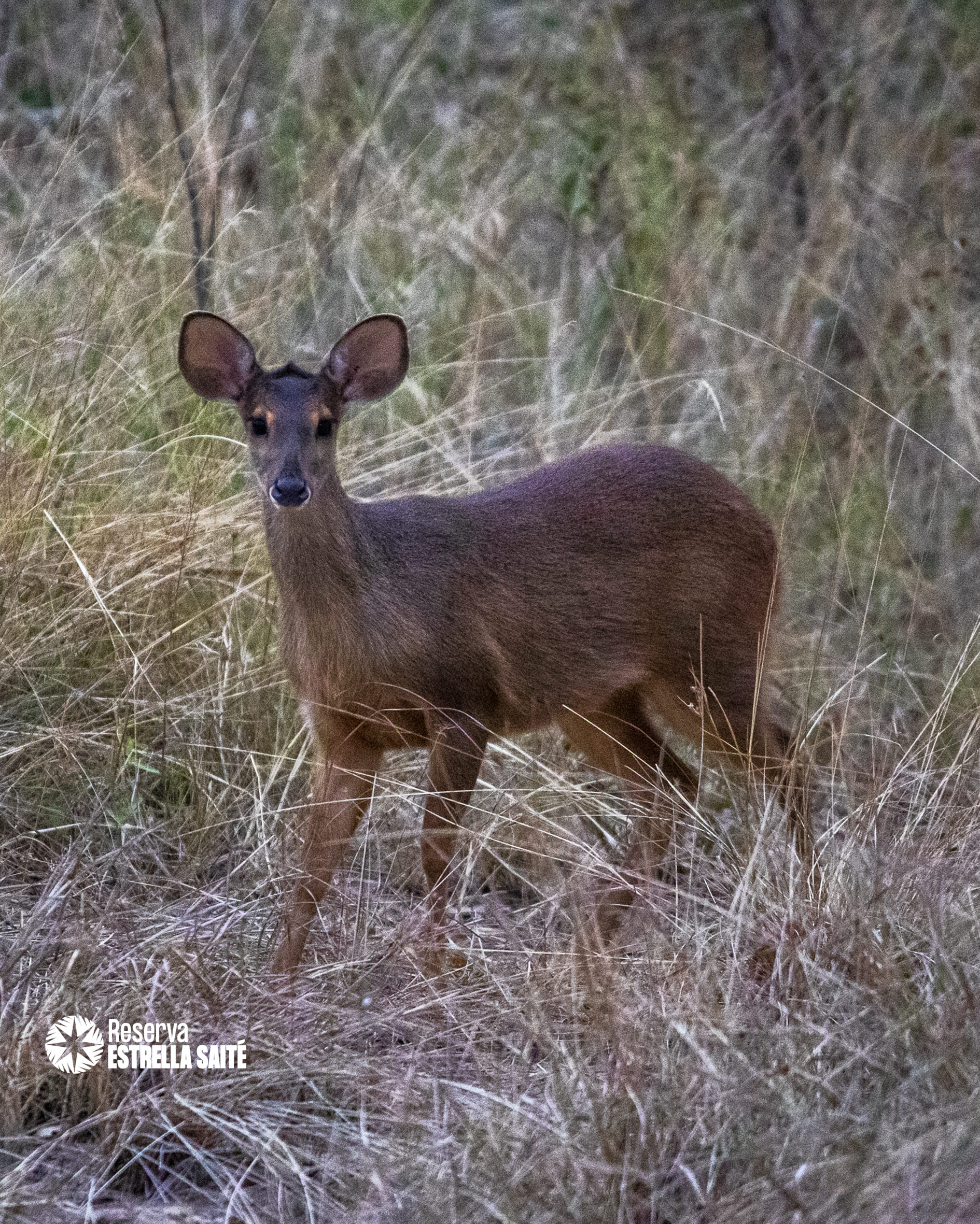 Reserva Estrella Saité