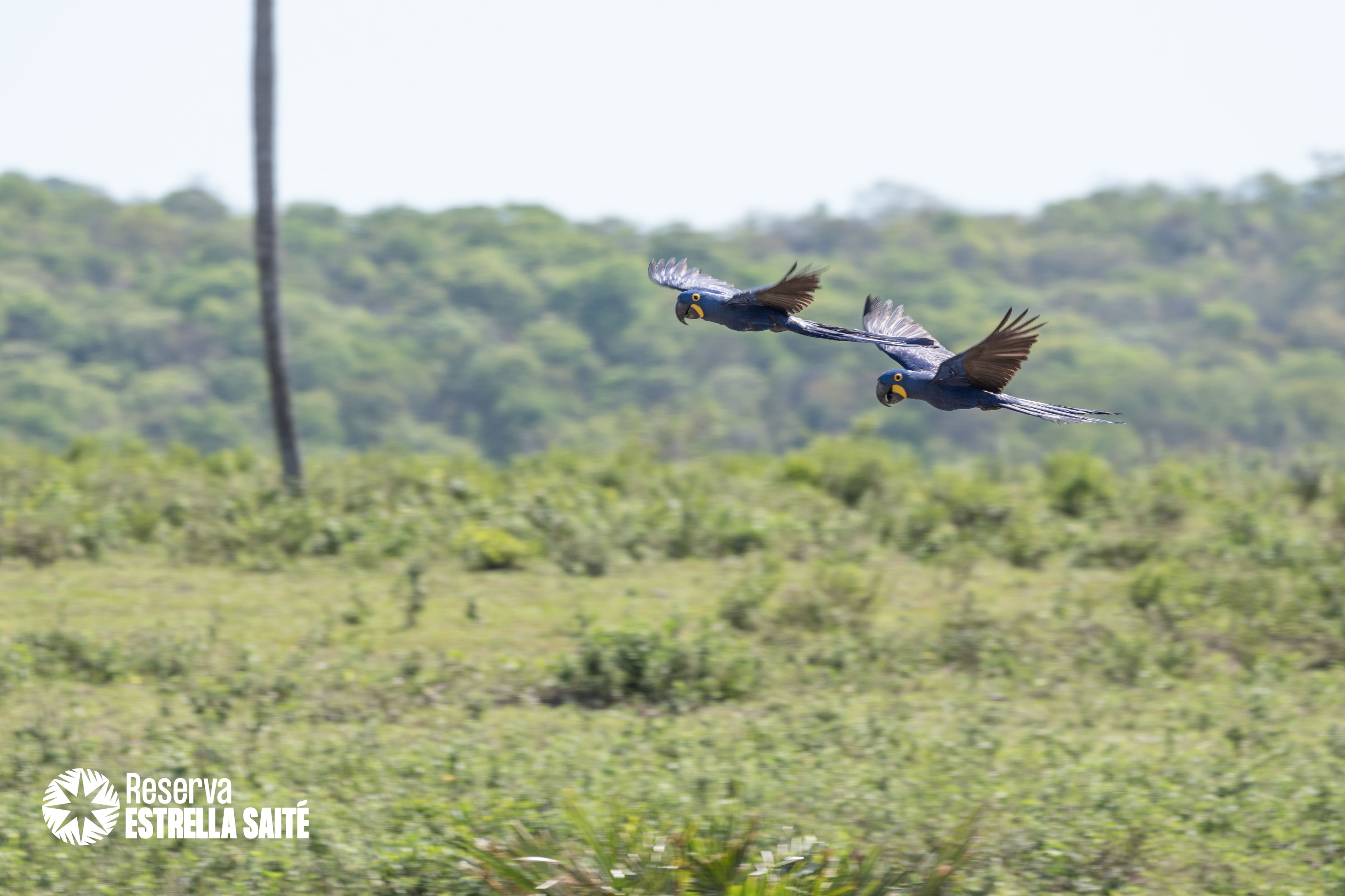 Reserva Estrella Saité