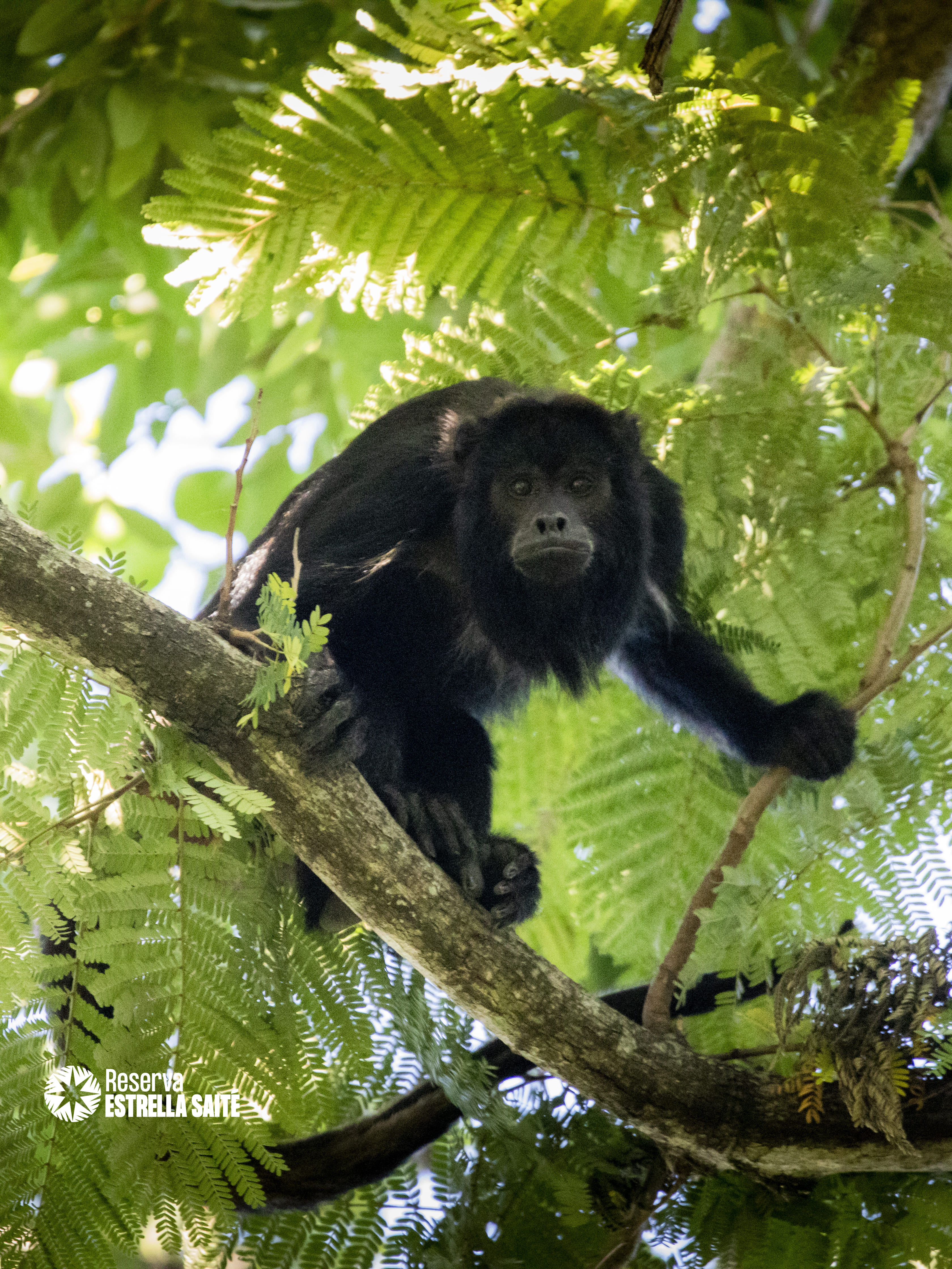 Reserva Estrella Saité