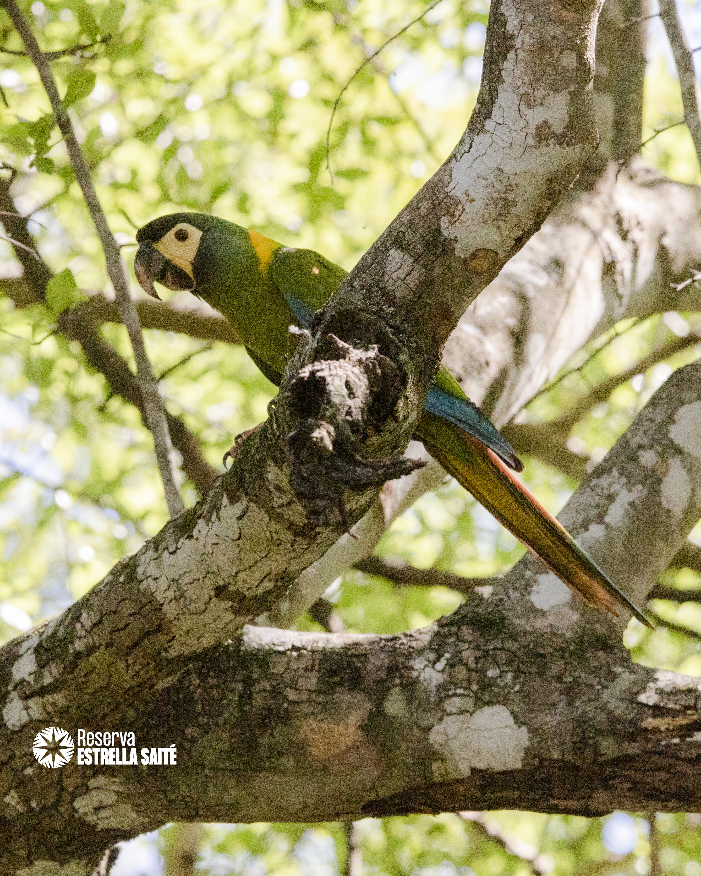 Reserva Estrella Saité