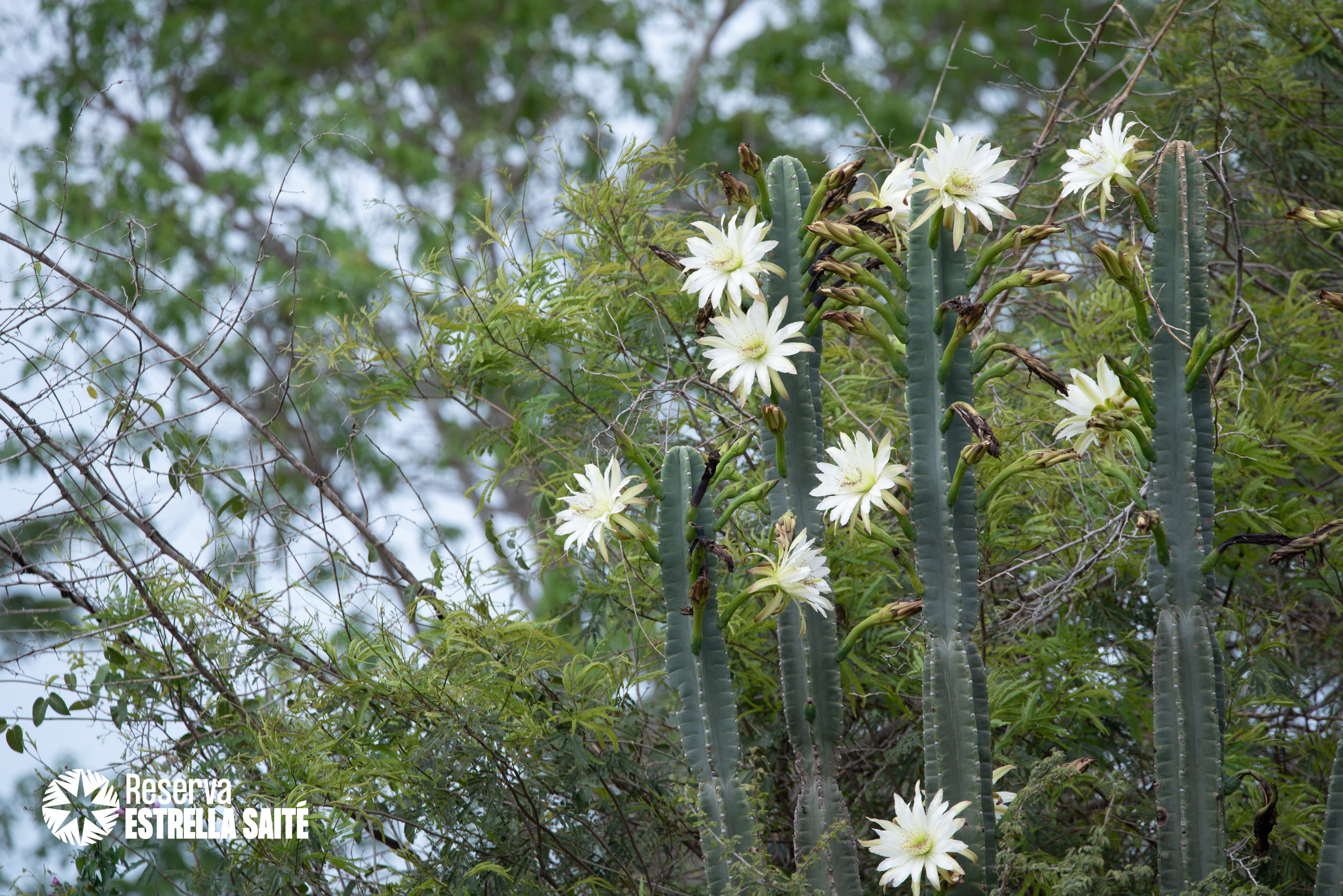 Reserva Estrella Saité
